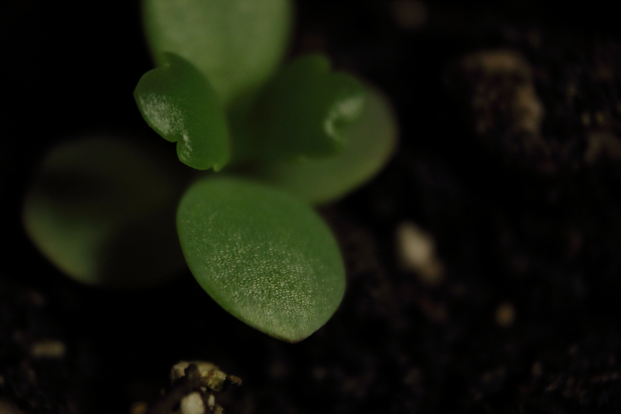 Young Plant 1