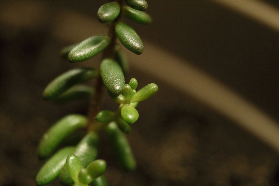 Young Plant 4